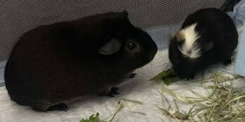 Rescue Guinea Pig Guinea Pigs for Adoption - Mango Macho Man Randy Savage & Gizmo | PetCurious